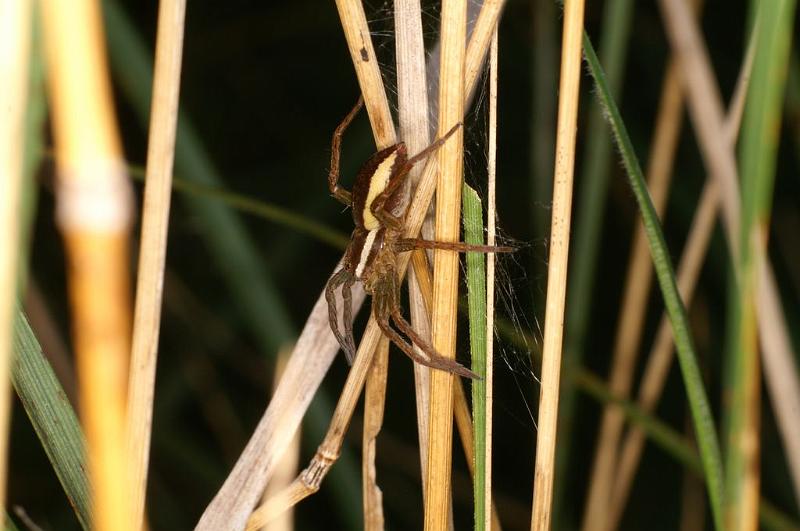 Dolomedes_fimbriatus_D8305_Z_88_Les Gris_Frankrijk.jpg